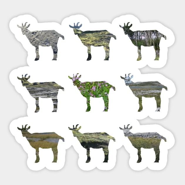 Ode to the Burren goats Sticker by WesternExposure